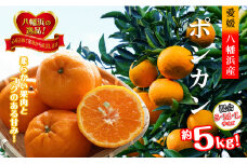 2026年1月出荷開始　爽やかな香り。酸味が少なく甘みの強い「ポンカン」約5kg ＜C39-38＞【1254540】
