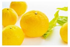 平均糖度13度!愛媛のみで生産の希少品種「媛小春」(5kg)＜E56-19＞_ ミカン 蜜柑 みかん フルーツ くだもの 果物 人気 美味しい 愛媛県 八幡浜市 ふるさと 【1262003】