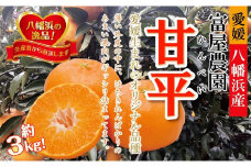 2025年2月発送開始　話題の愛媛オリジナル品種!富屋農園の「甘平」約3kg＜C39-39＞_ みかん ミカン 柑橘 かんぺい 甘平 果物 くだもの フルーツ 旬 愛媛 濃厚 甘み 国産 産直 産地直送 果肉ぎっしり 甘い果肉 【1261998】
