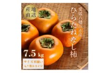 国安さんちのひらたねなし柿 7.5kg＜F20-27＞_ 柿 かき カキ 種無し 種なし柿 種無し柿 フルーツ 果物 くだもの 人気 美味しい 愛媛県 八幡浜市 ふるさと 【1323619】