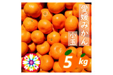 「 愛媛 みかん 」 小玉 約5kg《 愛咲果樹園 》＜C71-6＞【1331484】