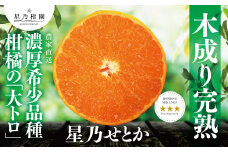 ＜三つ星ブランド＞星乃せとか(3.5kg)＜D45-43＞【1339332】
