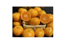 太陽と海の輝みかん5kg＜C73-1＞【1491883】