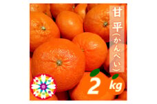愛咲果樹園 「 甘平 」約2kg＜C71-11＞_ みかん ミカン 果物 フルーツ くだもの 国産 高級 柑橘 かんぺい 愛媛 甘い ジューシー 人気 旬 限定 果肉 【1344718】