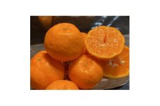 太陽と海のポンカン5kg＜家庭用＞＜C73-5＞【1491887】