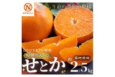 JAにしうわの季節の柑橘(せとか　約2.5kg　化粧箱　露地栽培)＜E08-64＞【1474321】