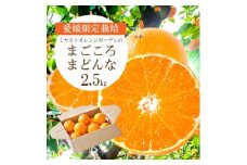 ＜2025年11月より順次発送＞紅まどんなと同品種 愛媛果試28号 2.5kg＜D25-128＞_ まどんな マドンナ 柑橘類 柑橘 みかん ミカン オレンジ フルーツ 果物 くだもの 人気 美味しい 希少【1166249】