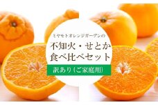 愛媛の人気2品種をセットに!せとか・不知火 食べ比べ 合計3kg＜訳あり＞＜G25-141＞【1283421】