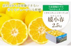 ＜2026年1月下旬頃より順次発送＞希少柑橘 媛小春(ひめこはる) 2.5kg＜E25-144＞【1378626】