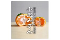 愛媛・八幡浜産「みかん:5kg 小玉(3S～Sサイズ)」＜C48-42＞【1450433】