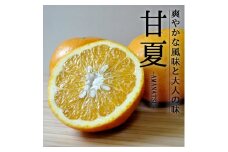 愛媛・八幡浜産「甘夏:5kg」＜訳あり＞＜C48-44＞【1450454】