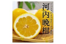 愛媛・八幡浜産「河内晩柑:6kg」＜訳あり＞＜D48-45＞_ みかん ミカン 柑橘 くだもの 果物 フルーツ 河内晩柑 晩柑 大玉 ジューシー 甘い ワケアリ 訳あり わけあり 規格外 傷 不揃い 常温 デザート 産地直送 産直 愛媛 人気 【1450466】