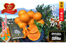 2026年2月～順次出荷　柑橘の大トロ「せとか」約2kg ＜C39-55＞【1462367】