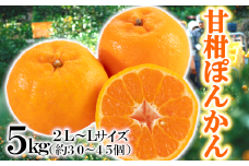 「甘柑ぽんかん」5kg/2LまたはLサイズ/＜C79-22＞_ みかん ミカン 柑橘 くだもの 果物 フルーツ ぽんかん ポンカン 甘柑 コク 濃厚 甘い 5kg 常温 デザート 産地直送 産直 【1474166】