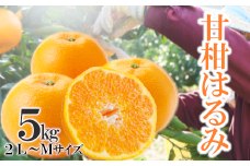 「甘柑はるみ」5kg＜C79-24＞【1474168】