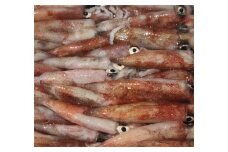F22-282.八幡浜発!「白イカ(剣先イカ)」2.0kg!【冷蔵便】