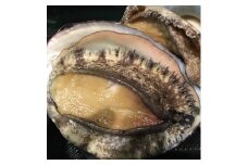 八幡浜発!竹中水産の「アワビ三昧、中サイズ」600g(鯛もしくはアジとセット)＜H22-213＞【1043109】