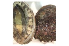 八幡浜発!竹中水産の「アワビ三昧大サイズ」400g(鯛もしくはアジとセット)＜F22-214＞_ あわび 鮑 アワビ アジかタイ 選べる セット 海鮮 刺身 冷蔵 活き 鮮魚 グルメ 魚介 BBQ キャンプ アウトドア 【1043110】