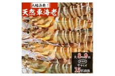 八幡浜発!竹中水産の『天然車海老大or中サイズ』やっぱり違う天然! ＜H22-224＞_ 車海老 くるまえび 車えび 天然 エビ えび 海老 魚介 魚介類 海鮮 鮮魚 冷凍 BBQ 簡単調理 愛媛 八幡浜 産直 産地直送 国産 加熱用 【1051209】