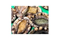 竹中水産の嗜好の大型アワビ(2㎏前後)!＜H22-230＞【1060854】