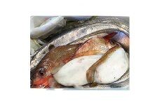 竹中水産の一押し「お任せ鮮魚!」2.5キロ前後＜G22-237＞【1073398】