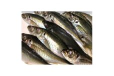 竹中水産の一本釣り真鯵!1.5キロ前後＜D22-239＞【1073400】