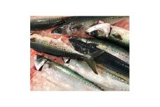 竹中水産の真鯖5キロ!＜F22-241＞【1073402】