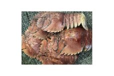 竹中水産の珍重される海老「うちわ海老」1.5キログラム前後!＜H22-254＞【1073911】