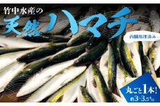 竹中水産の「天然ハマチ」丸ごと1本!(約3キロ～3.5キロサイズ)内臓処理済み＜F22-257＞_ 刺身 ハマチ はまち 送料無料 【1075509】