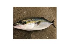 竹中水産の「天然ヤズ」 約2キロ(1～2本)＜D22-258＞【1075510】