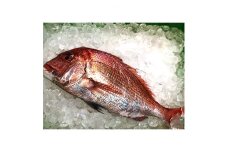 竹中水産の「宇和海産-お刺身用天然真鯛」約2キロセット!(大、中、小混1枚～3枚)＜F22-262＞【1075514】