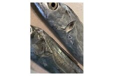 竹中水産の「釣の太刀魚」　約2キロ!＜F22-264＞_ 太刀魚 たちうお 天然 魚介 魚介類 海鮮 冷蔵 愛媛 八幡浜 産直 産地直送 国産 おかず おつまみ 鮮魚 希少 刺身 釣 【1078740】