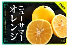 ニューサマーオレンジ　約7kg(ご家庭用)＜C31-26＞_ 訳アリ わけあり ワケアリミカン みかん 日向夏 小夏 フルーツ 果物 くだもの 家庭用 人気 柑橘 かんきつ 不揃い 規格外 傷 愛媛 旬 産地直送 産直 季節限定 【1103591】