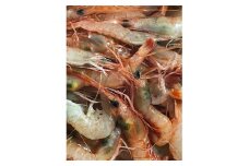 竹中水産の地海老(八幡浜産)約1キロ!＜C22-269＞_ エビ えび 海老 地海老 魚介 魚介類 海鮮 鮮魚 冷凍 BBQ 簡単調理 愛媛 八幡浜 産直 産地直送 国産 人気 万能 【1113599】