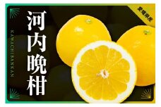 三代目の河内晩柑7kg(家庭用)＜C31-30＞_ 晩柑 河内晩柑 みかん ミカン 柑橘 フルーツ 果物 くだもの 青果 産地直送 産直 愛媛 甘い ジューシー 冷蔵 和製グレープフルーツ さっぱり 【1232986】