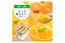 愛媛の高級柑橘 せとか寒天ゼリー12個セット＜D25-19＞_ ゼリー 寒天 デザート スイーツ セット せとか みかん ミカン 柑橘 フルーツ ふるーつ 果物 くだもの 愛媛 食べ比べ 産直 産地直送 飲むゼリー 国産 無着色 無香料 【1255528】