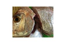 竹中水産の八幡浜発!「天然真鯛〔下処理済)を味わうセット1～2枚」＜D22-276＞【1295245】