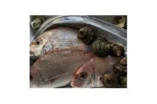 竹中水産の八幡浜発!「朝獲れデイリー鮮魚BOX」1.5kg＜C22-277＞【1298414】