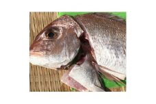 竹中水産の八幡浜発!「天然真鯛(下処理済み)を味わうセット」＜C22-275＞_ 真鯛 タイ 鯛 たい 天然 魚介 魚介類 海鮮 冷蔵 愛媛 八幡浜 産直 産地直送 国産 おかず おつまみ 鮮魚 簡単調理 【1295248】