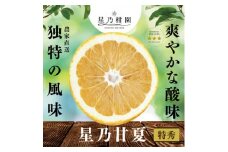 ＜特秀品＞星乃みかん園の星乃甘夏 (4kg)＜C45-51＞【1339354】