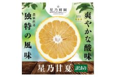 ＜訳あり＞星乃みかん園の星乃甘夏 (8kg)＜C45-50＞【1339356】