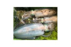 竹中水産のアオリイカ1kg前後!(±100g)＜D22-274＞【1143922】