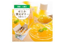 高級柑橘せとか寒天ゼリーセット8本 ミヤモトオレンジガーデン＜C25-27＞【1502269】