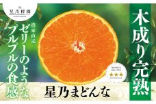 星乃みかん園の 星乃まどんな (3.5kg)＜D45-63＞_ ミカン 蜜柑 みかん マドンナ 紅まどんな同品種 フルーツ 果物 くだもの 柑橘 柑橘類 人気 美味しい 愛媛県 八幡浜市 ふるさと 【1339327】