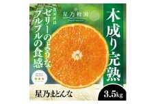 星乃みかん園の 星乃まどんな (3.5kg)＜D45-63＞_ ミカン 蜜柑 みかん マドンナ 紅まどんな同品種 フルーツ 果物 くだもの 柑橘 柑橘類 人気 美味しい 愛媛県 八幡浜市 ふるさと 【1339327】