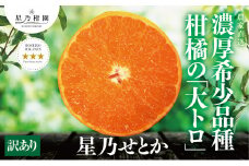 ＜訳あり＞星乃みかん園の星乃せとか(5kg)＜D45-60＞_ セトカ ミカン 蜜柑 みかん フルーツ 果物 くだもの 柑橘 柑橘類 人気 美味しい 愛媛県 八幡浜市 ふるさと 【1339333】