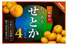 三代目のわけありせとか4kg＜サイズ不揃い・傷＞＜C31-34＞_ 訳アリ わけあり ワケアリミカン みかん せとか フルーツ 果物 くだもの 家庭用 人気 柑橘 かんきつ 不揃い 規格外 傷 愛媛 旬 産地直送 産直 季節限定 【1488065】