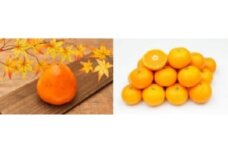 八幡浜産「富士柿2.5kg」「温州みかん3kg」旬の果物食べ比べセット＜C56-51＞_ 柿 みかん 食べ比べ フルーツ くだもの 果物 青果 甘い 旬 期間限定 産地直送 産直 冷蔵 【1507521】