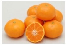温州みかん＜家庭用＞約5kg＜C76-11＞【1506321】