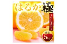 ＜太陽をたっぷり浴びた＞はるか＜極＞5kg＜C49-49＞【1509746】